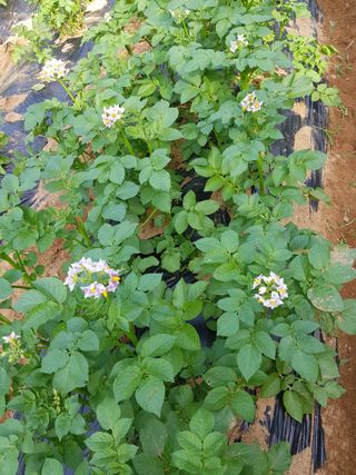 김경희님의 감자 · 병해충상담 작성글 사진