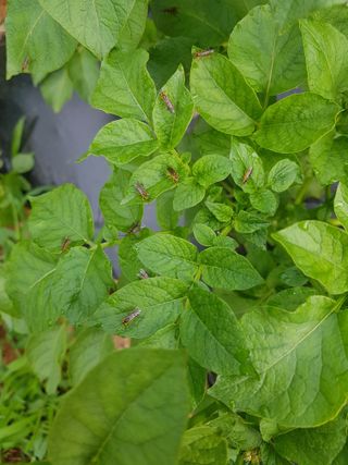 김경희님의 감자 · 병해충상담 작성글 사진