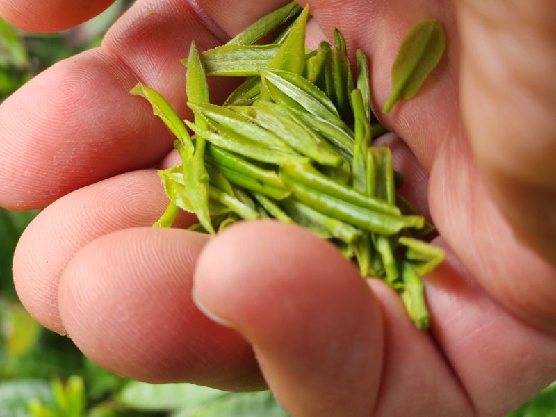 양현만님의 장터 판매 상품 [우저록차 40g] 첨부 사진