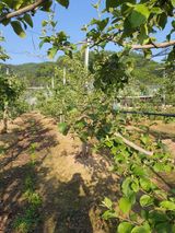 팜모닝 사과·일상 게시글 이미지