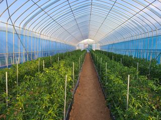 내꿈은부자님의 고추 · 일상 작성글 사진