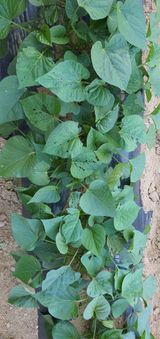 팜모닝 고구마·병해충상담 게시글 이미지