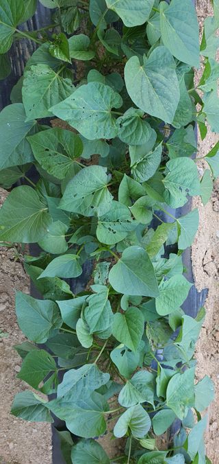 또순이떼지누리님의 고구마 · 병해충상담 작성글 사진