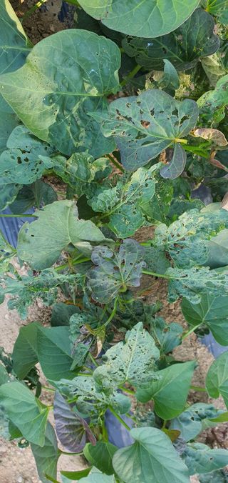 또순이떼지누리님의 고구마 · 병해충상담 작성글 사진