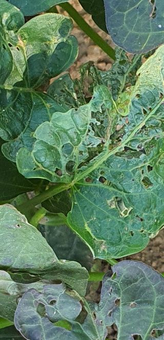 또순이떼지누리님의 고구마 · 병해충상담 작성글 사진