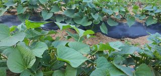 또순이떼지누리님의 고구마 · 병해충상담 작성글 사진