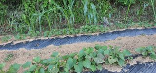 또순이떼지누리님의 고구마 · 병해충상담 작성글 사진