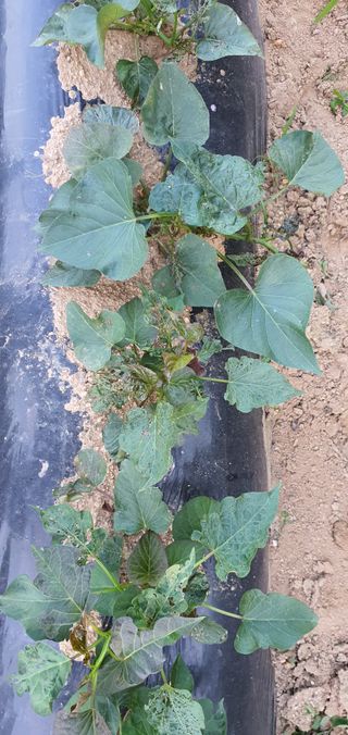 또순이떼지누리님의 고구마 · 병해충상담 작성글 사진