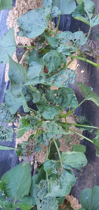 또순이떼지누리님의 고구마 · 병해충상담 작성글 사진