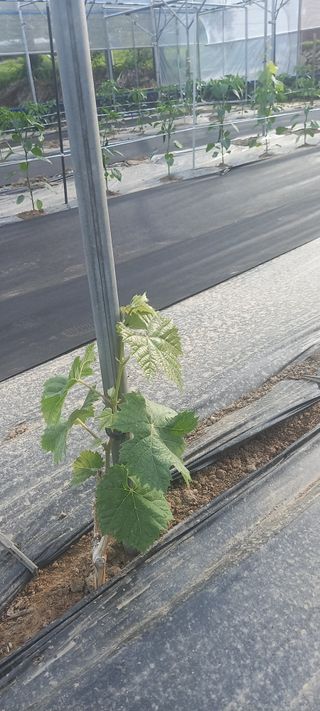 초보농사꾼보미촌님의 포도 · 자유게시판 작성글 사진