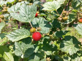 박춘형님의 기타작물 · 자유게시판 작성글 사진