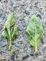 팜모닝 참깨·병해충상담 게시글 이미지