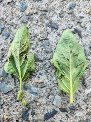 김기대님의 참깨 · 병해충상담 작성글 사진
