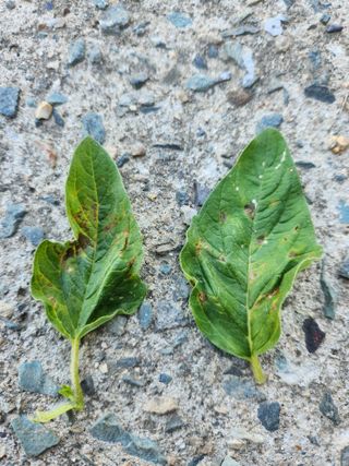 김기대님의 참깨 · 병해충상담 작성글 사진