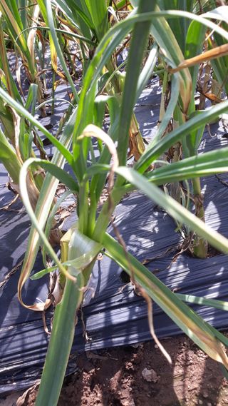 서봉원님의 마늘 · 병해충상담 작성글 사진