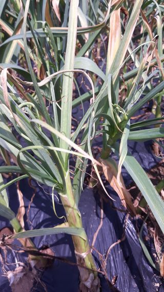 서봉원님의 마늘 · 병해충상담 작성글 사진