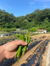 팜모닝 고추·수확 게시글 이미지