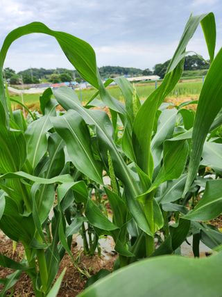 화성장안님의 옥수수 · 자유게시판 작성글 사진