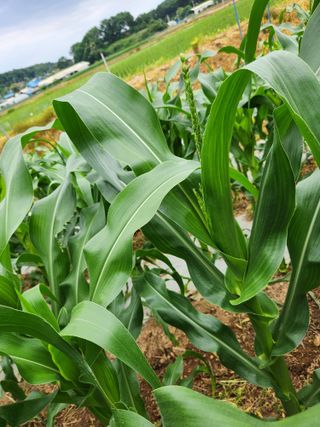 화성장안님의 옥수수 · 자유게시판 작성글 사진