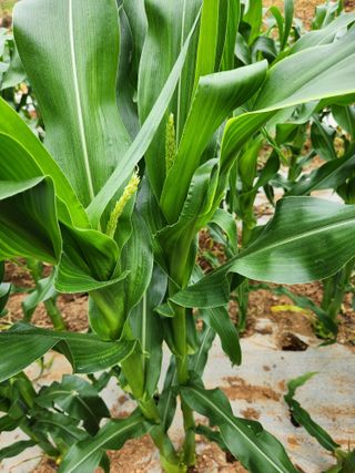 화성장안님의 옥수수 · 자유게시판 작성글 사진