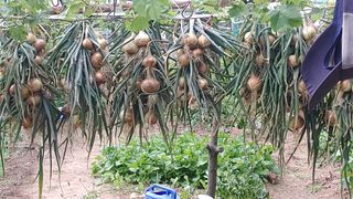 박상현님의 마늘 · 수확 작성글 사진