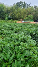 팜모닝 자유주제·자유게시판 게시글 이미지