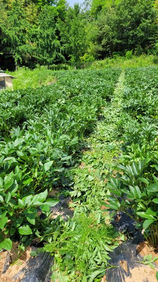 작약농부님의 자유주제 · 자유게시판 작성글 사진