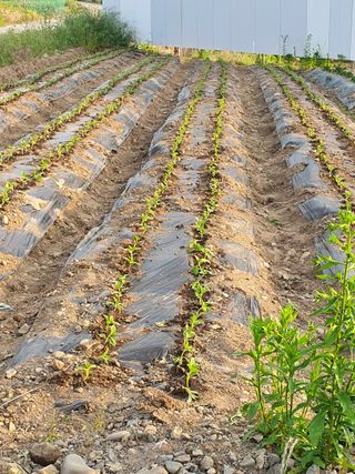 김옥자님의 참깨 · 자유게시판 작성글 사진