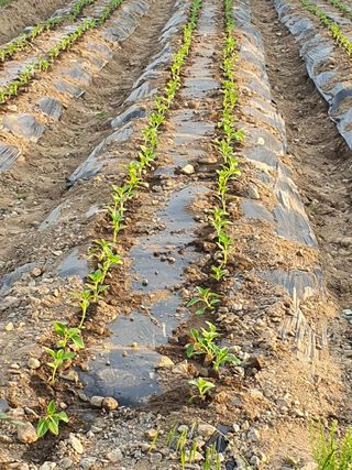 김옥자님의 참깨 · 자유게시판 작성글 사진