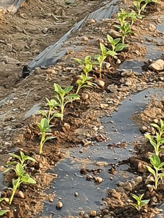 김옥자님의 참깨 · 자유게시판 작성글 사진