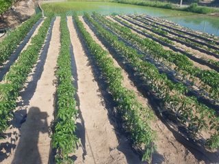 진일환님의 고추 · 수확 작성글 사진