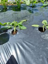 팜모닝 참깨·병해충상담 게시글 이미지