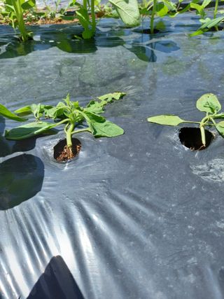 강행선님의 참깨 · 병해충상담 작성글 사진