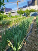 팜모닝 자두·자유게시판 게시글 이미지