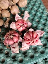 팜모닝 마늘·품종•종자 게시글 이미지