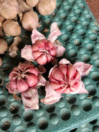 kis님의 마늘 · 품종•종자 작성글 사진