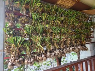 kis님의 마늘 · 품종•종자 작성글 사진