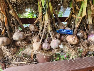 kis님의 마늘 · 품종•종자 작성글 사진