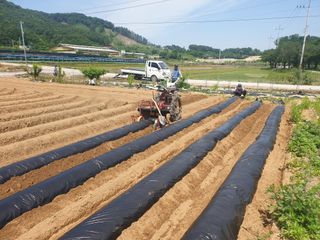 감7909님의 콩 · 자유게시판 작성글 사진