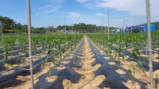 늘그자리에서님의 고추 · 일상 작성글 사진