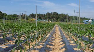 늘그자리에서님의 고추 · 일상 작성글 사진