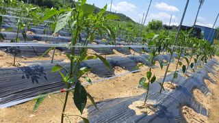 늘그자리에서님의 고추 · 일상 작성글 사진