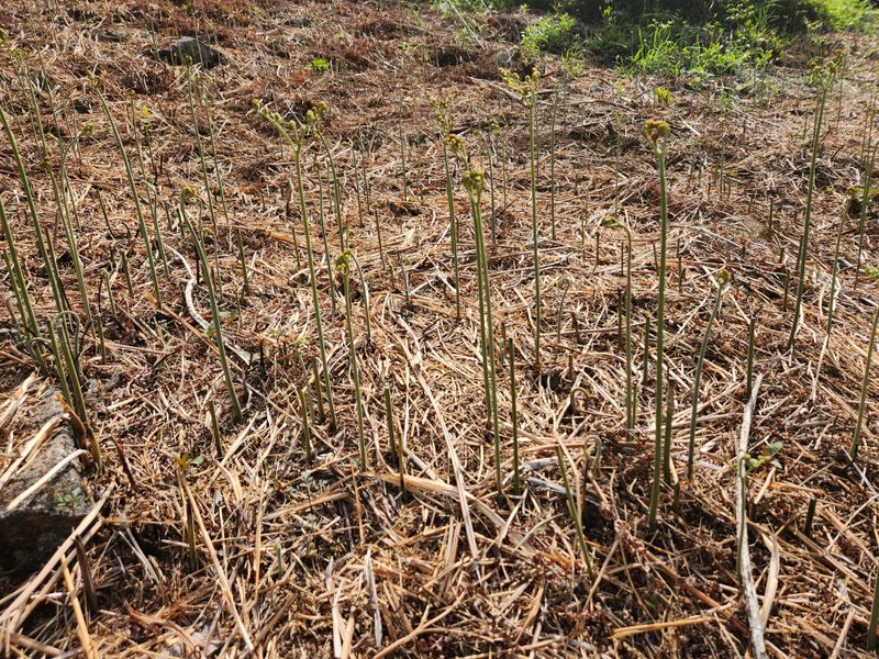 장터 상품 [지리산고사리 600g] 썸네일