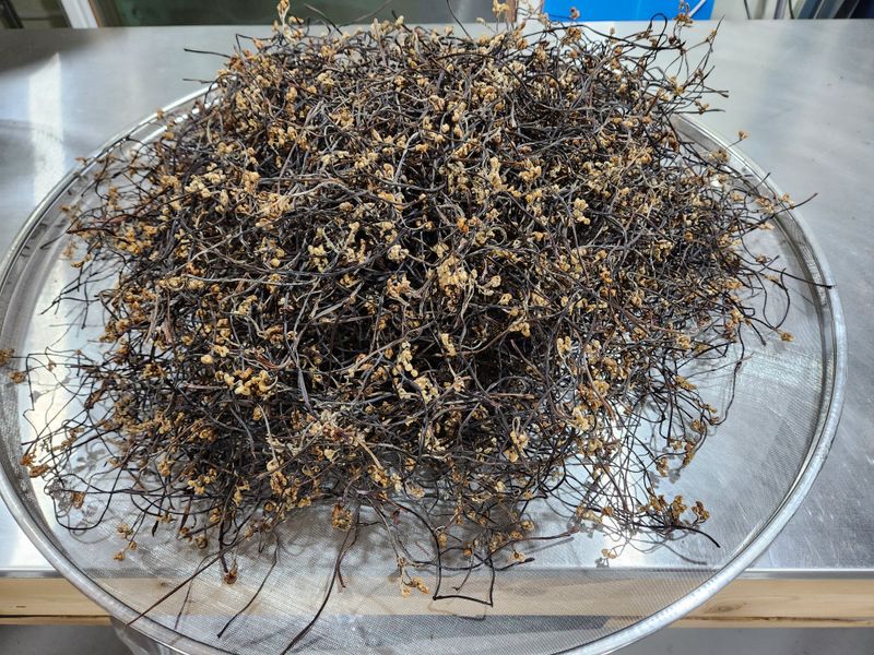 양현만님의 장터 판매 상품 [지리산고사리 600g] 첨부 사진