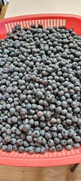 팜모닝 블루베리·자유게시판 게시글 이미지