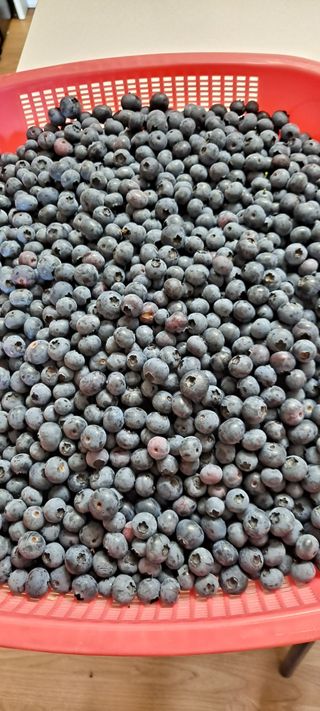 둥이와 쏭이의농장님의 블루베리 · 자유게시판 작성글 사진