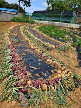심경자님의 자유주제 · 자유게시판 작성글 사진