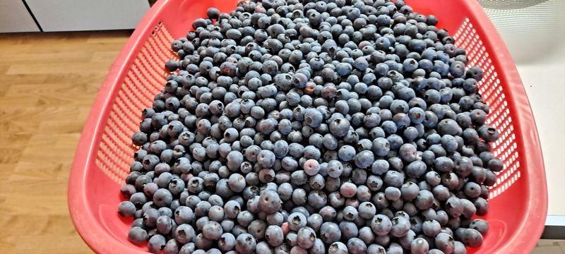 장터 상품 [블루베리 1kg] 썸네일