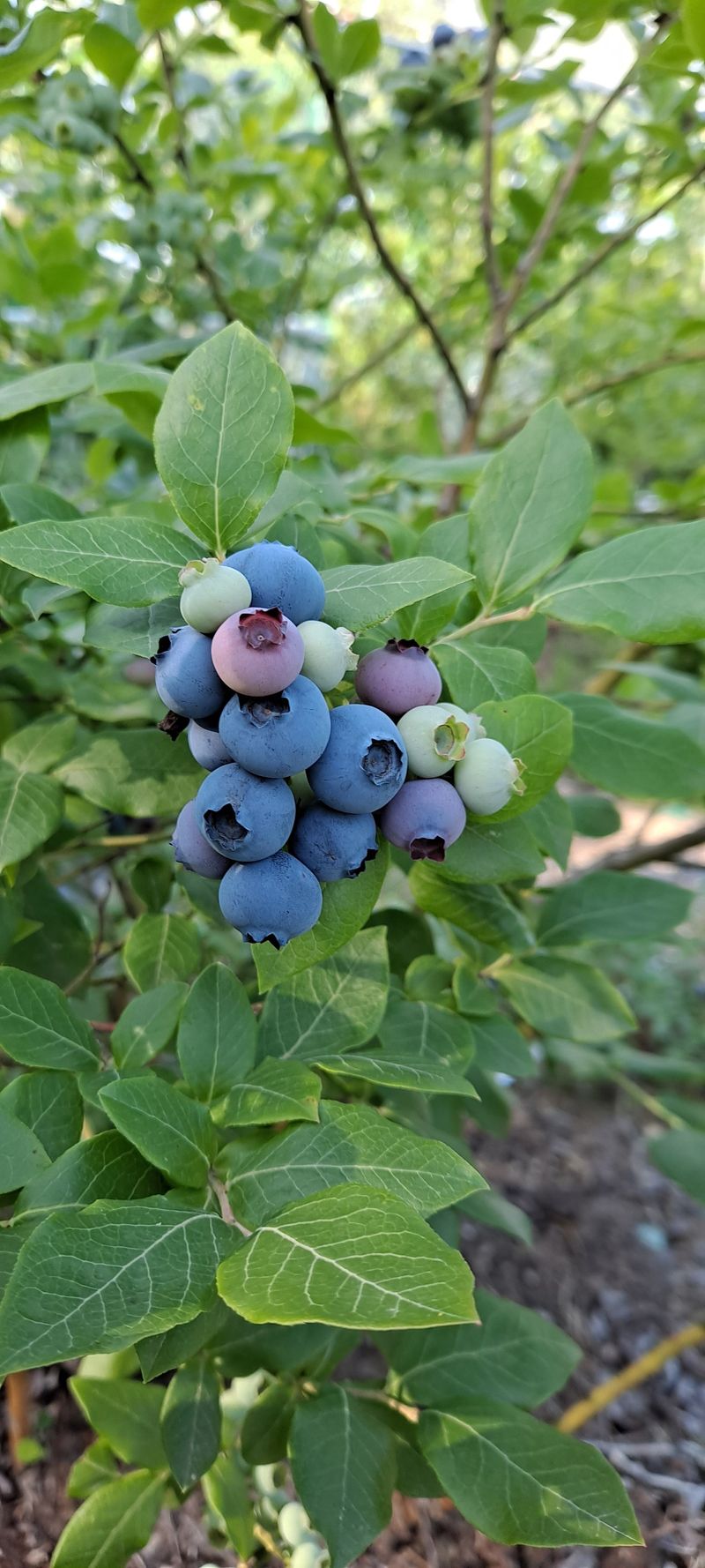 둥이와 쏭이의농장님의 장터 판매 상품 [블루베리 1kg] 첨부 사진