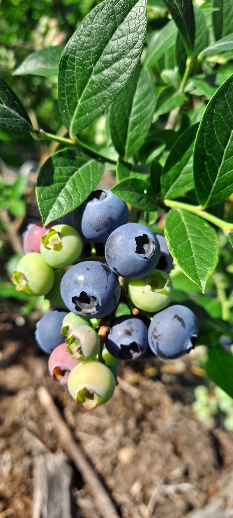둥이와 쏭이의농장님의 장터 판매 상품 [블루베리 1kg] 첨부 사진